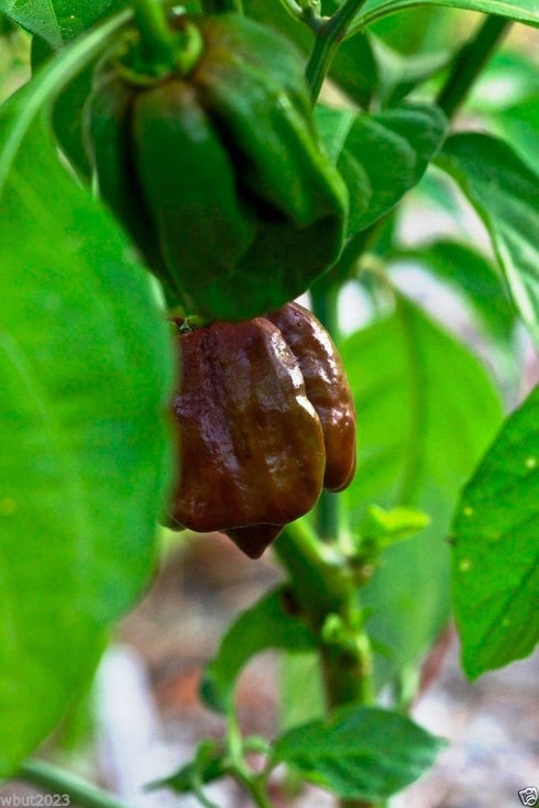 Jamaican, Hot Chocolate , Scotch Bonnet , Chili Pepper (Capsicum Chinense) 10