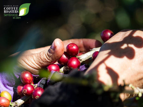 14 (Pack 3) Yaucono, Cafe Crema, and Cafe Rico Ground Coffee from Puerto Rico Variety, Ounce