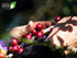 14 (Pack 3) Yaucono, Cafe Crema, and Cafe Rico Ground Coffee from Puerto Rico Variety, Ounce