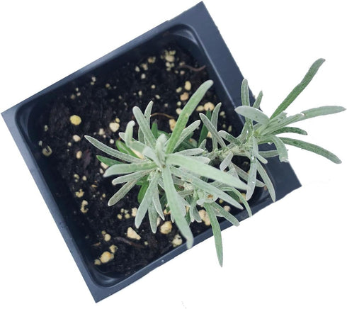 2.5 inch Curry Plant (Helichrysum italicum) Pot