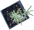 2.5 inch Curry Plant (Helichrysum italicum) Pot