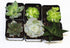 Athena's Garden Set 5 2" 3" A of Succulents in Black Square Pots Each with Polished River Rocks