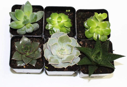 Athena's Garden Set 2 2" 3" A of Succulents in Black & White Square Pots Each with Polished River Rocks