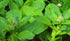 Borage Herb Health Embassy | Borago Officinalis L | 100% Natural Herbal Tea (50g)