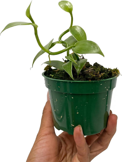 3-6" 2ct Live Vanilla planifolia Orchid Plant - 'Vanilla Orchid' - ragnaroc Tropical Plant Tall - - Live Arrival