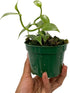 3-6" 2ct Live Vanilla planifolia Orchid Plant - 'Vanilla Orchid' - ragnaroc Tropical Plant Tall - - Live Arrival