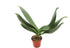 Surprise Color Orchid Plant Phalaenopsis - 4'' from California Tropicals