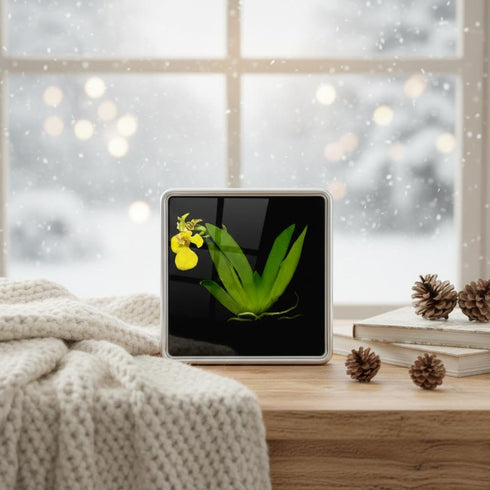 Bloomify Live Dancing Orchid Picture, Maintenance Free Orchid, Psygmorchis Pusilla, Live Green Wall Dcor, Blooming, No