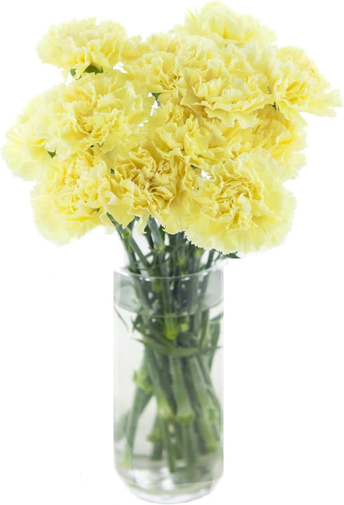 Cut Flowers - Carnation Yellow