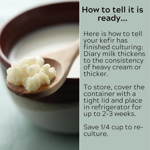 Fresh Live Milk Kefir Grains Probiotic Starter Cultures