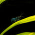 (25 Pack) Blueberry Shrimp (Neocaridina davidi)