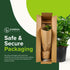 Monstera Deliciosa Swiss Cheese Plant - Tropical Indoor Houseplant, Exotic Air Purifying, Low Maintenance, Ideal