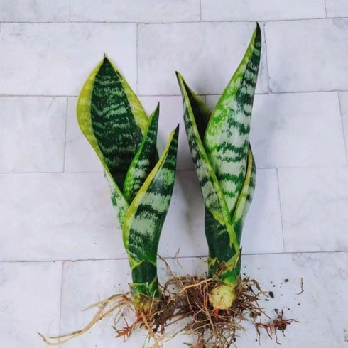 generic (2 Live Variegated Snake Plant Fully Rooted Sansevieria Superba, Low Light Tolerant, Air Purifying, Easy Care