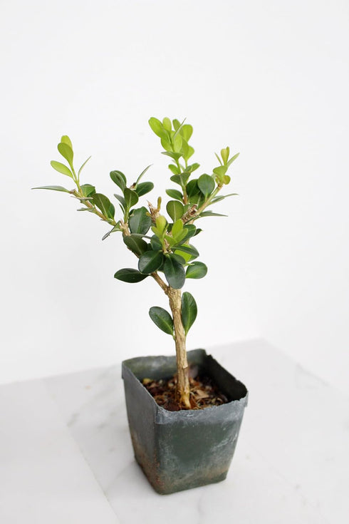 Mini Bonsai Tree Starter Gift, Winter Gem Boxwood Plant, Variegated Leaf Plant, Buxus Microphylla Boxleaf, Japanese