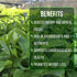 (4 Pack) Yerba Mate Tea Plant | Real Live Plant for Sale | Perfect for Tea Lovers | Hardy and Easy to Grow for Planting