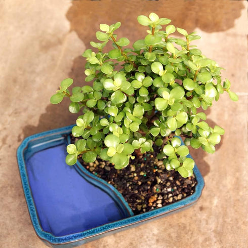 4 8 12 Inches Brussel's Bonsai Live Dwarf Jade Bonsai Tree, Indoor - Medium, Years Old, to Tall - Decorative Water