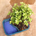4 8 12 Inches Brussel's Bonsai Live Dwarf Jade Bonsai Tree, Indoor - Medium, Years Old, to Tall - Decorative Water