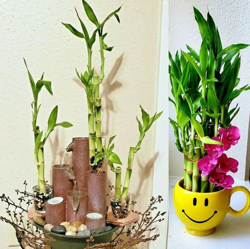 Generic 30 10 4" 6" 8" 3 Lucky Bamboo Each Size with Butterfly Stakes, Home Decor, Office Desk, Valentine Gift, Bring