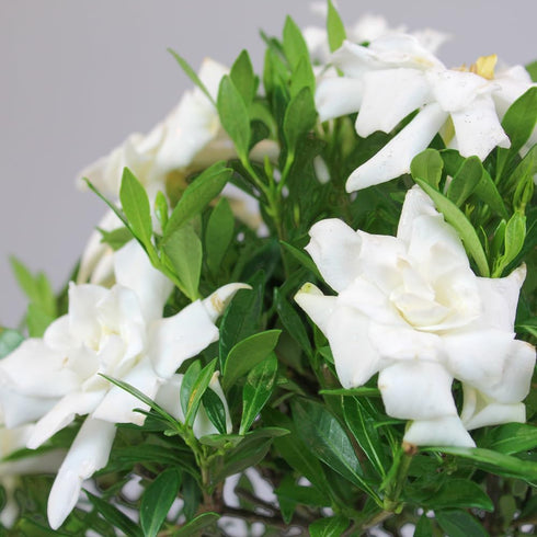 4 6-8 Inches Brussel's Bonsai - Live Gardenia Bonsai Tree, Outdoor Bonsai Plant in Grower Pot, Years Old, Tall, Easy