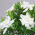 4 6-8 Inches Brussel's Bonsai - Live Gardenia Bonsai Tree, Outdoor Bonsai Plant in Grower Pot, Years Old, Tall, Easy