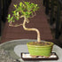 7 8-16 Inches Brussel's Bonsai - Live Golden Gate Ficus Bonsai Tree with Ceramic Bonsai Pot & Humidity Tray, Indoor