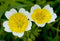 300 Poached Egg Plant A.k.a Douglas' Meadowfoam ,Limnanthes Douglasii !