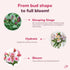 24 Aquarossa Farms Mothers Day Flowers for Delivery, Fresh Flowers Bouquet, Handpicked from the Farm, Gift for Mom