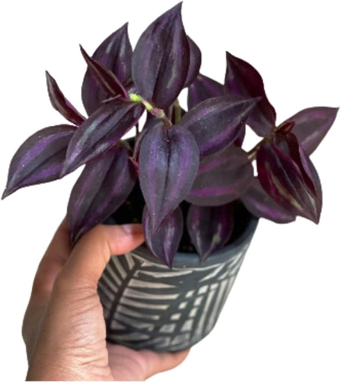 Generic PLANTVERS Purple Jew Live Plant in a 4" Nursery Pot - Low