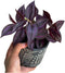 Generic PLANTVERS Purple Jew Live Plant in a 4" Nursery Pot - Low