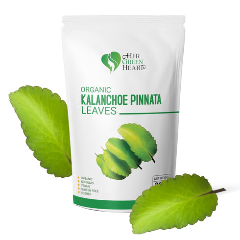 HER GREEN HEART 100% Kalanchoe Pinnata Leaves Herbal tea - Pure, Dried Leaves for Culinary, Tea, and Herbal Uses