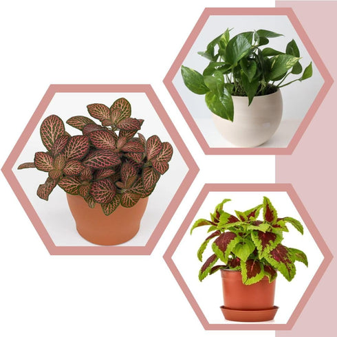 Generic Bloom & Beyond Live Plants (3 Pack), Real Indoor Houseplants, Low Maintenance,