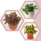 Generic Bloom & Beyond Live Plants (3 Pack), Real Indoor Houseplants, Low Maintenance,
