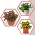 Generic Bloom & Beyond Live Plants (3 Pack), Real Indoor Houseplants, Low Maintenance,