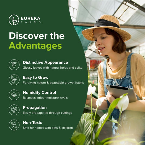 Monstera Deliciosa Swiss Cheese Plant - Tropical Indoor Houseplant, Exotic Air Purifying, Low Maintenance, Ideal