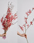 10 Stems of Fresh Red Ascocenda Orchids - Elegant Gift Flowers