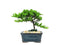 Eve's Garden, Inc Eve's Petite Japanese Juniper Bonsai Tree, 4 Years Old, Planted in 5