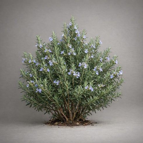 (1-Gallon Rosemary 'ARP', Culinary Rosemary, Compass Weed Pot)