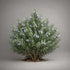 (1-Gallon Rosemary 'ARP', Culinary Rosemary, Compass Weed Pot)