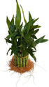 Generic 15 Live Lucky Bamboo Plant, Stalks, Two Tier, Air Purifying, Indoor