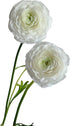18 Fresh white ranunculus cut flowers, handpicked by a florist, perfect for bouquets, weddings, and home dcor, exuding