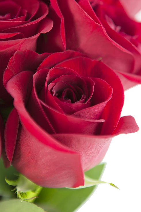 6 KaBloom - Red Roses with vase, Fresh Flowers for Birthday, Valentine's & Mother's Day
