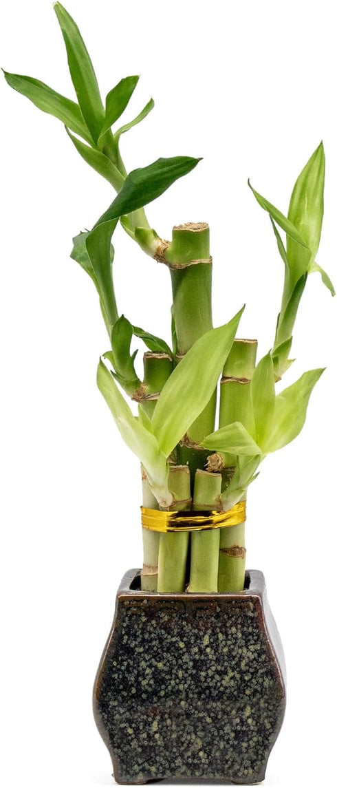 NW Wholesaler - Indoor Live Lucky Bamboo 5 Stalk Potted Houseplant in