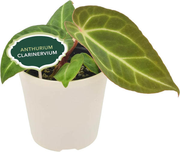 Arcadia Garden Products Live Anthurium Clarinervium Rare Indoor Houseplant in Plastic Pot, Tropical Plant Collector