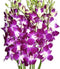eflowerwholesale - Premium Cut Purple Orchids (10 stems without Vase) (Support Small