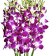 eflowerwholesale - Premium Cut Purple Orchids (10 stems without Vase) (Support Small
