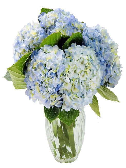 KaBloom - Beauty 6 Blue Hydrangeas with vase - Fresh Flowers for