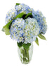KaBloom - Beauty 6 Blue Hydrangeas with vase - Fresh Flowers for