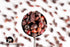 GRIGORIAN GOURMET 8 OZ (227g) Rosehip Berries Whole & Dried Wild-Harvested from Armenias Mountains | Naturally