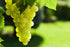 1.5 Food to Live California Jumbo Golden Raisins, Pounds Seedless, Sun-Dried, No Added Oil, No Added Sugar, Kosher