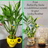 Generic 5 4 inches Lucky Bamboo Plants with Butterfly Stake, Gift, Perennial Indoor, Bring Positive Energy to Your Home